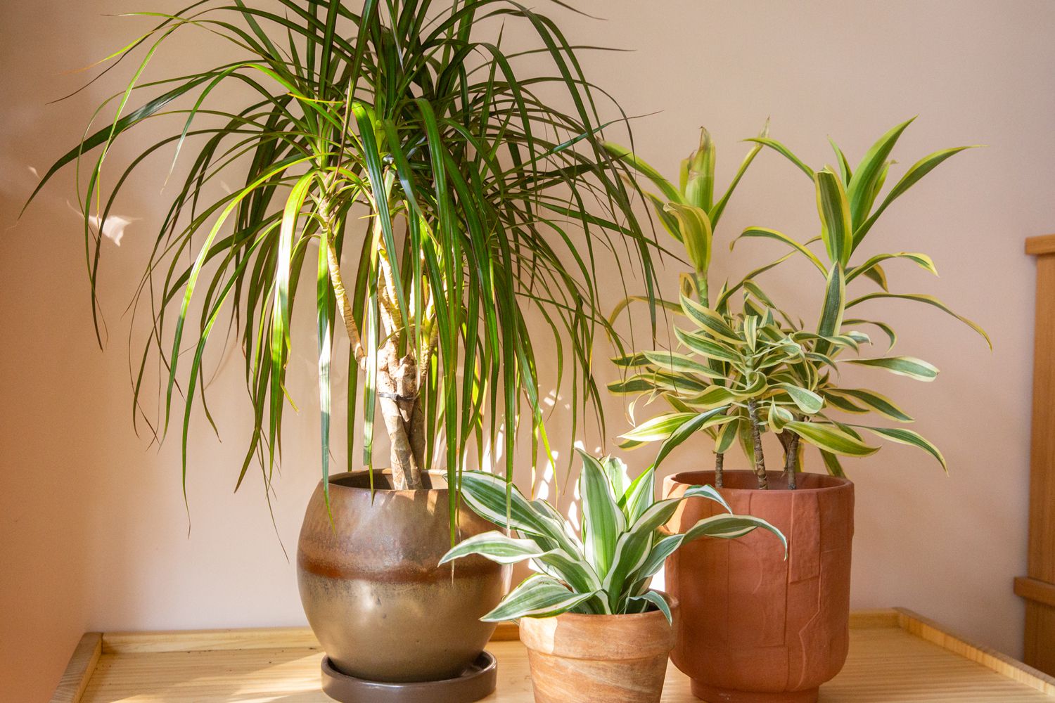 Indoor Dracaena Plant Care Guide Low-Maintenance Houseplants