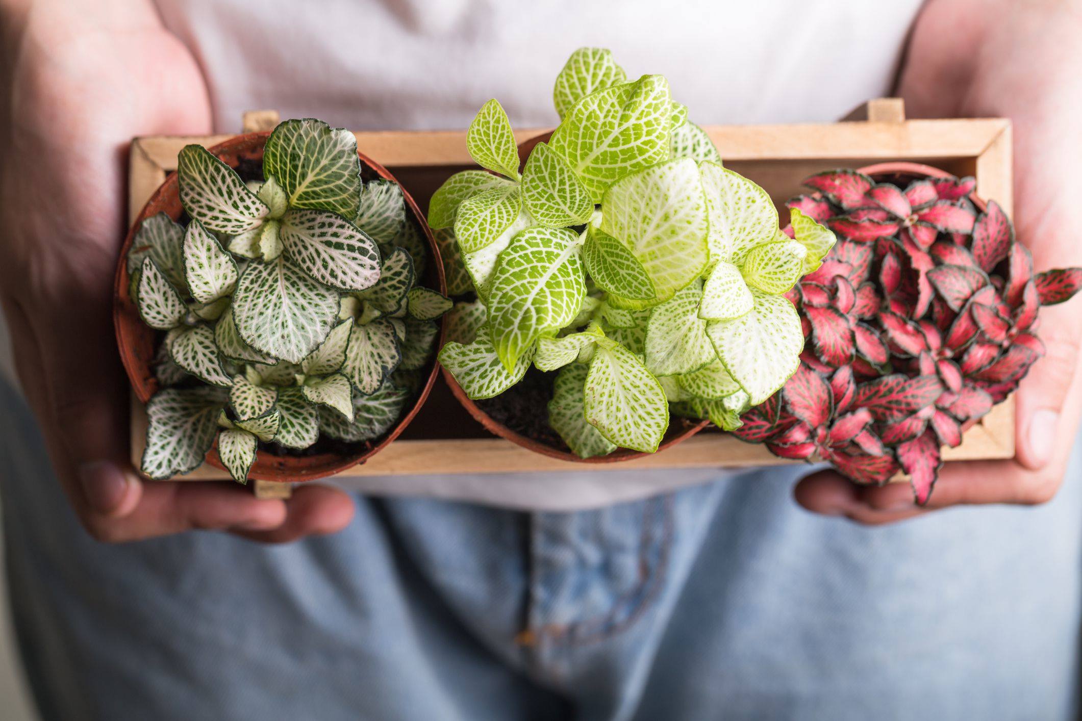 Indoor Fittonia Care Nerve Plant Growing Guide