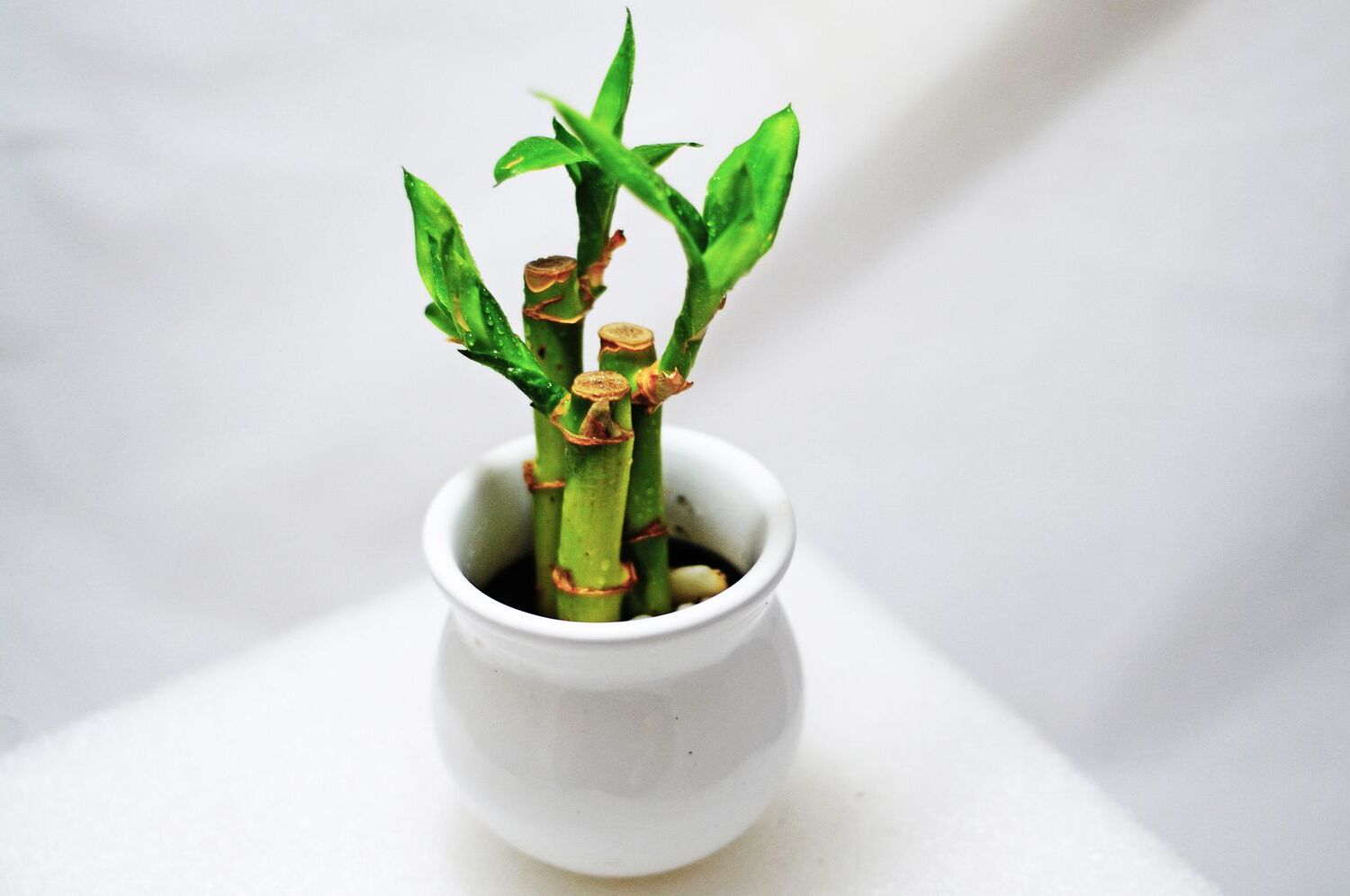 Indoor Lucky Bamboo Care Tips for Easy-to-Grow Houseplants