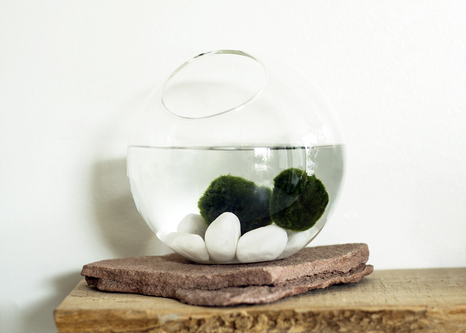 Indoor Marimo Moss Ball Care for Unique Aquatic Plant Ideas