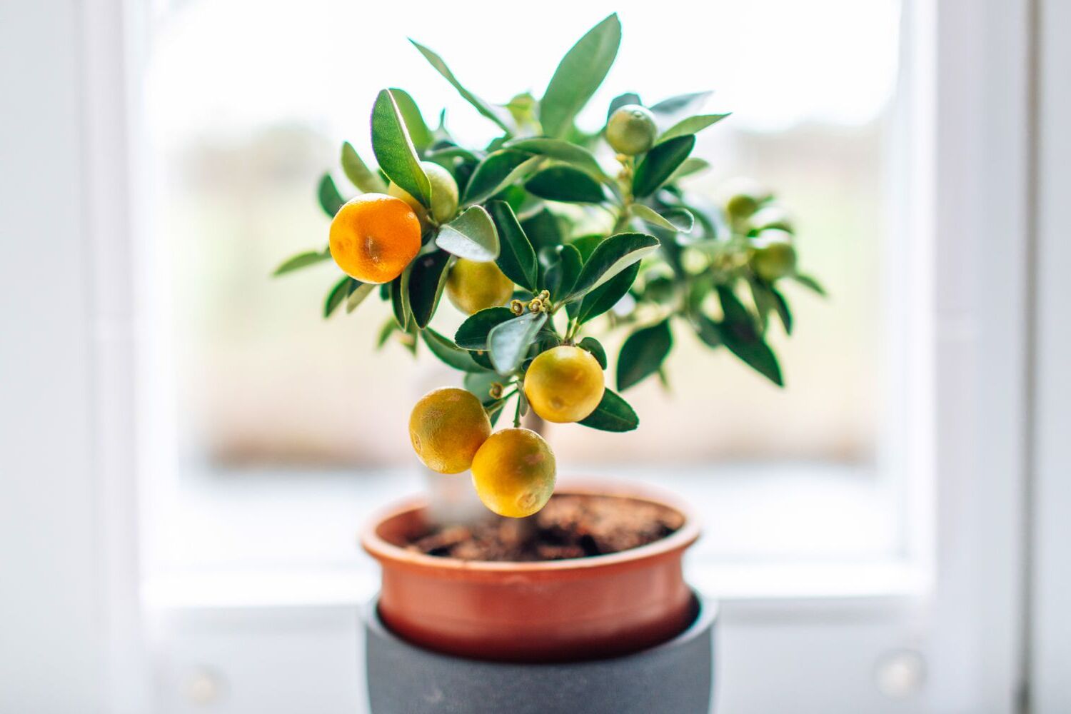 Indoor Miniature Fruit Tree Care Grow Citrus In Small Spaces | Storables