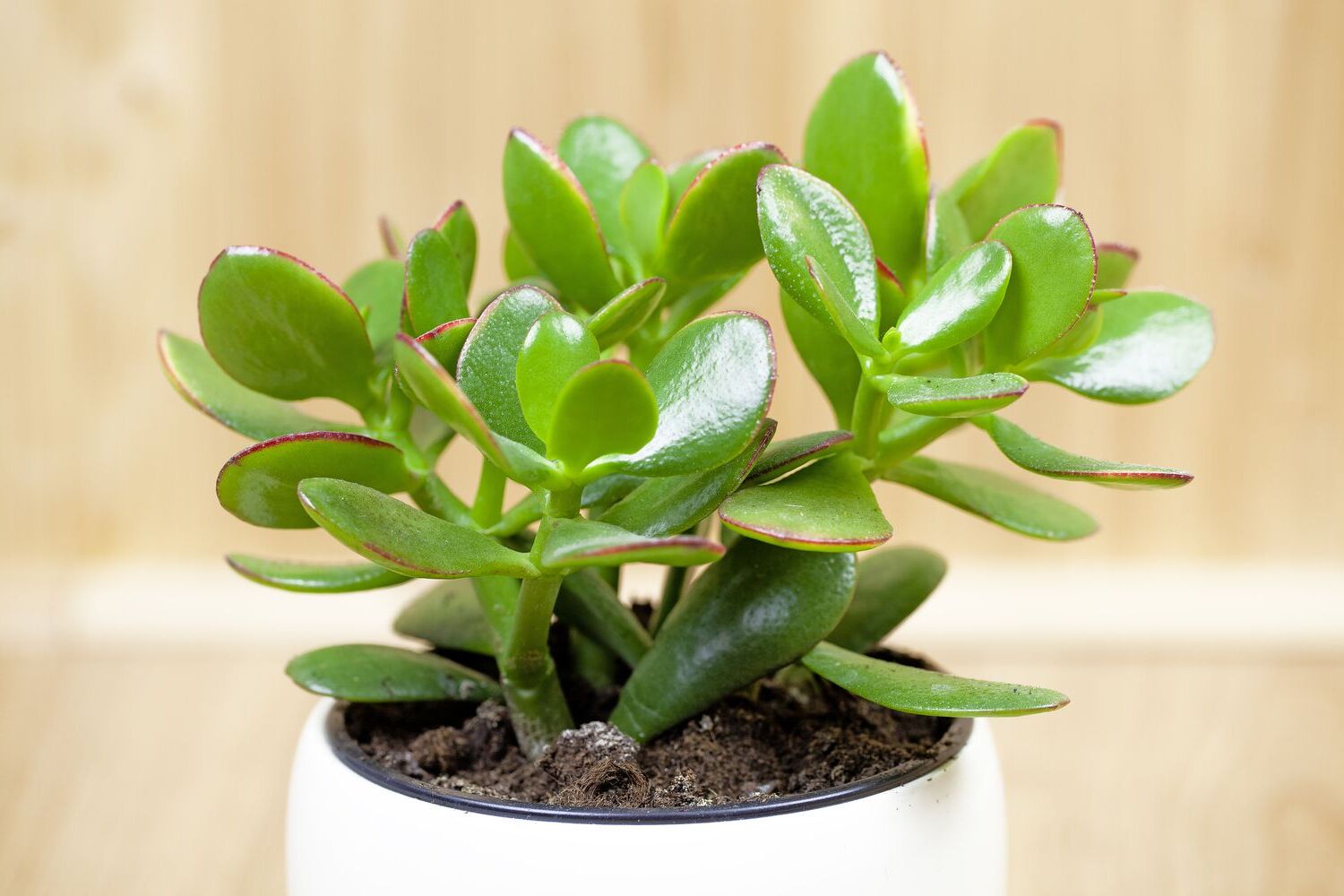 Indoor Money Tree Plant Care: Feng Shui Good Luck Plants