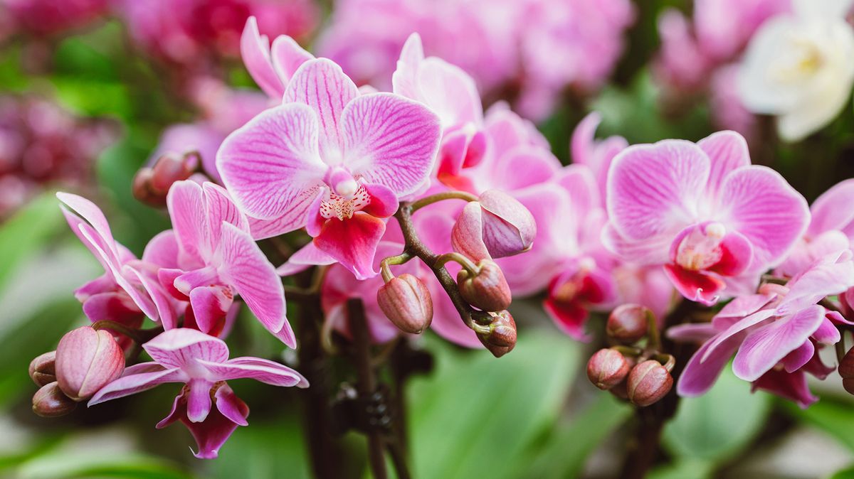 Indoor Orchid Care Tips: Exotic Blooms Year-Round