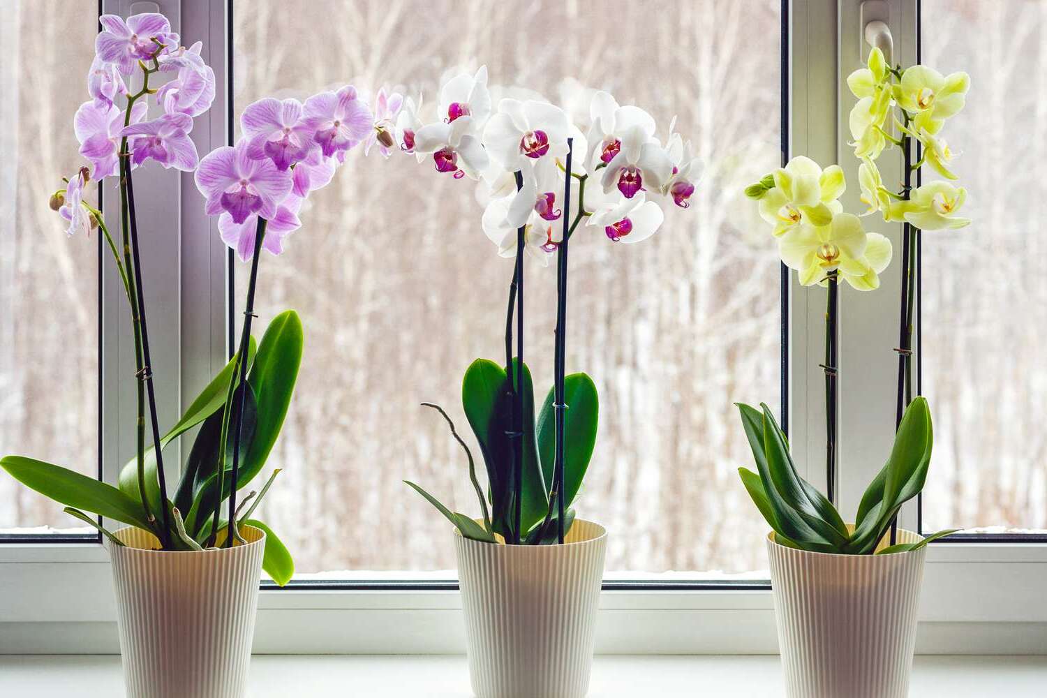 Indoor Orchid Reblooming Tips: Encourage Multiple Blooms