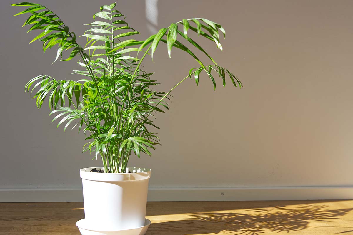 Indoor Parlor Palm Care: Chamaedorea Elegans Growing Guide