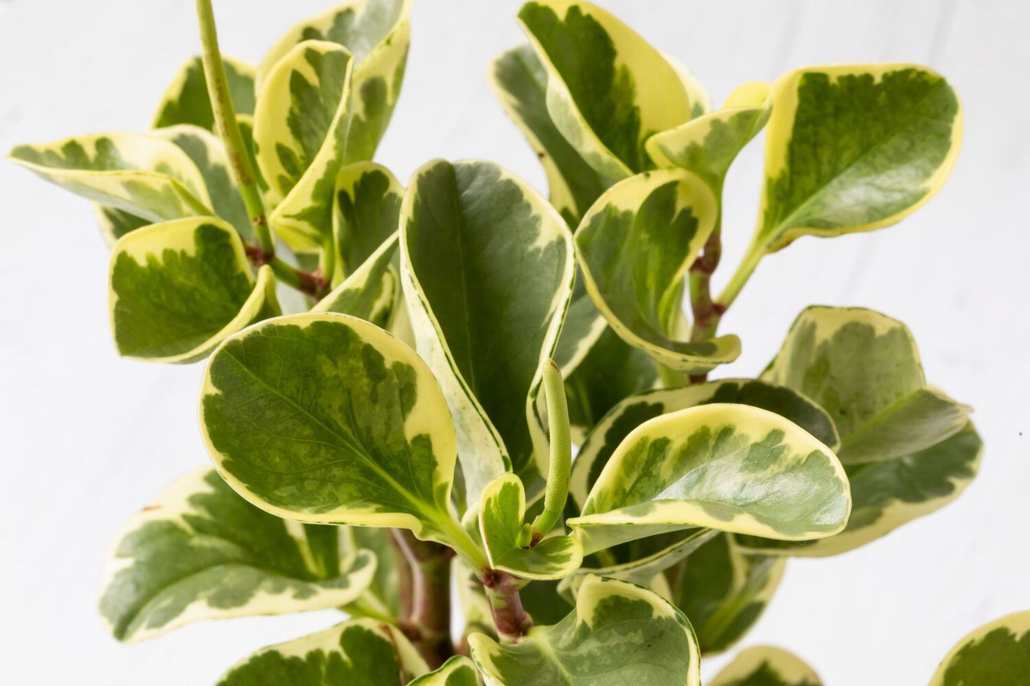 Indoor Peperomia Care Guide: Low-Maintenance Houseplant Varieties