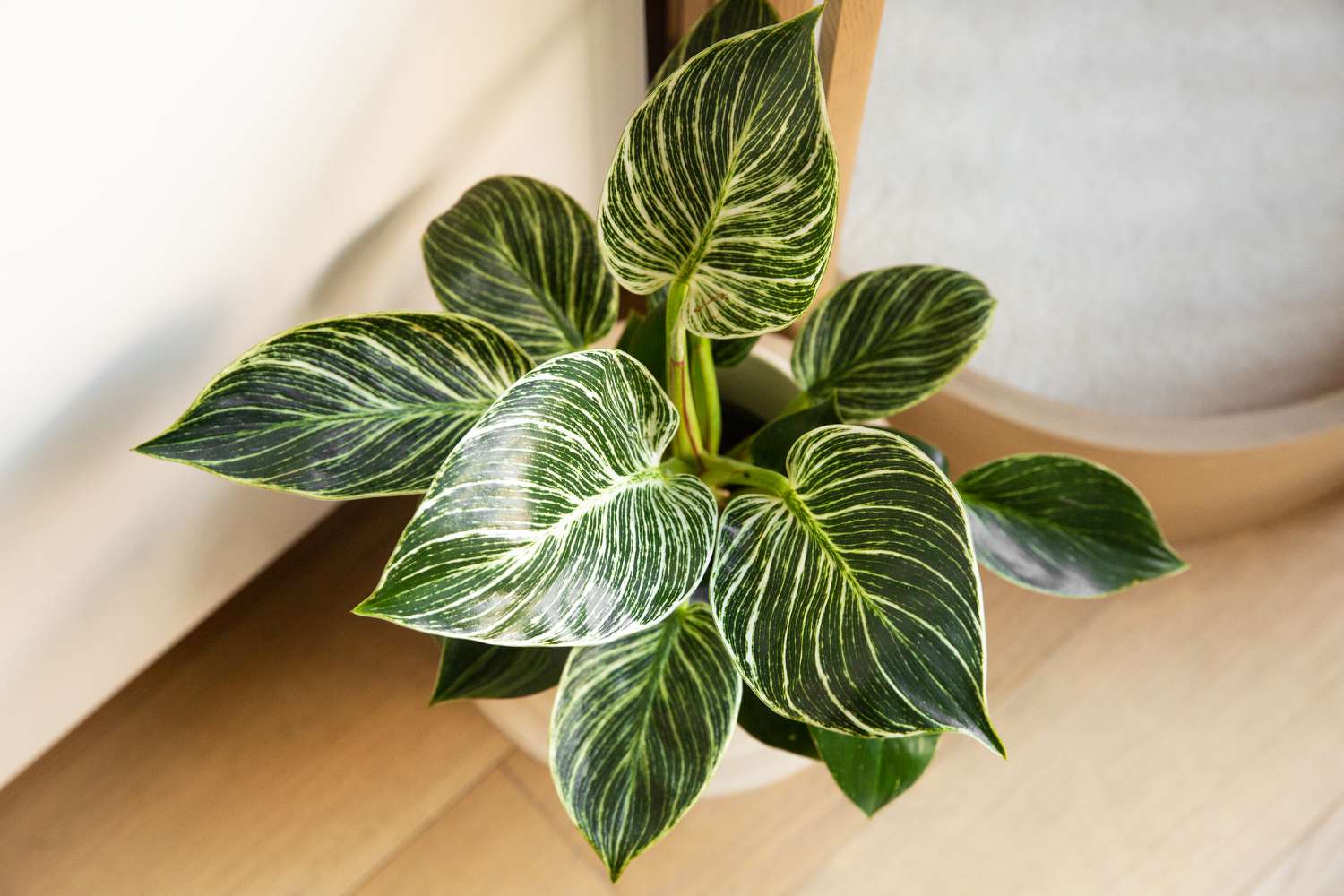 Indoor Philodendron Birkin Care: White-Striped Leaf Plant Guide