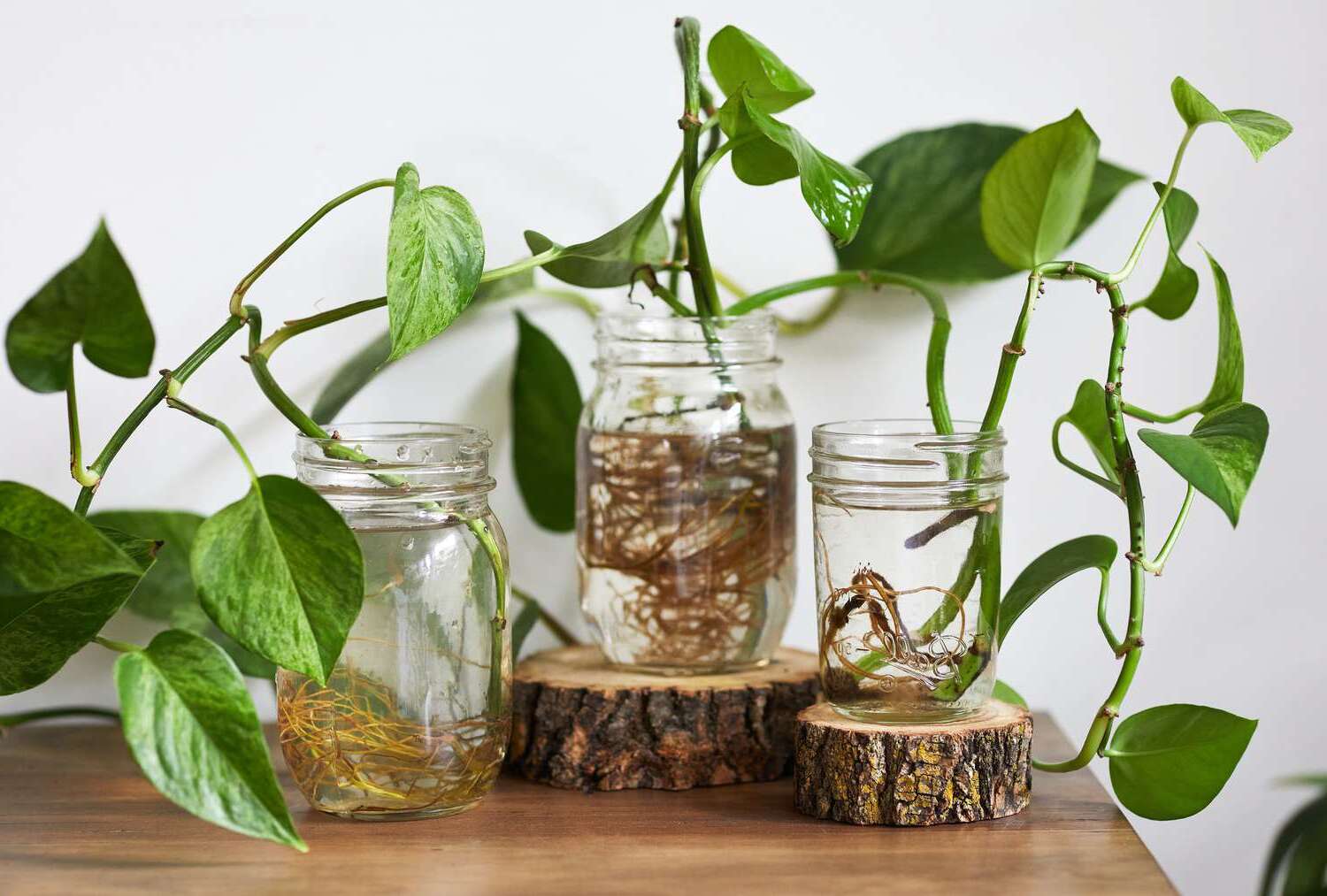 Indoor Philodendron Care Guide: Lush Tropical Houseplants