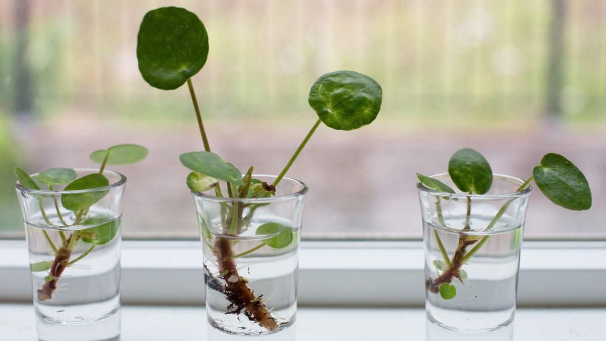 Indoor Pilea Peperomioides Propagation Chinese Money Plant Tips