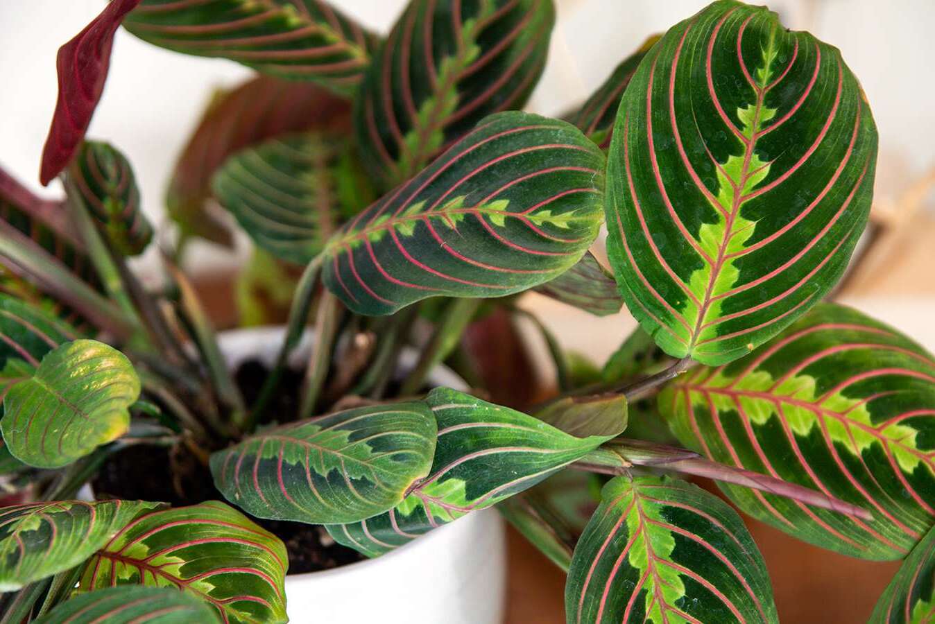 Indoor Prayer Plant Care Guide for Colorful Foliage Houseplants