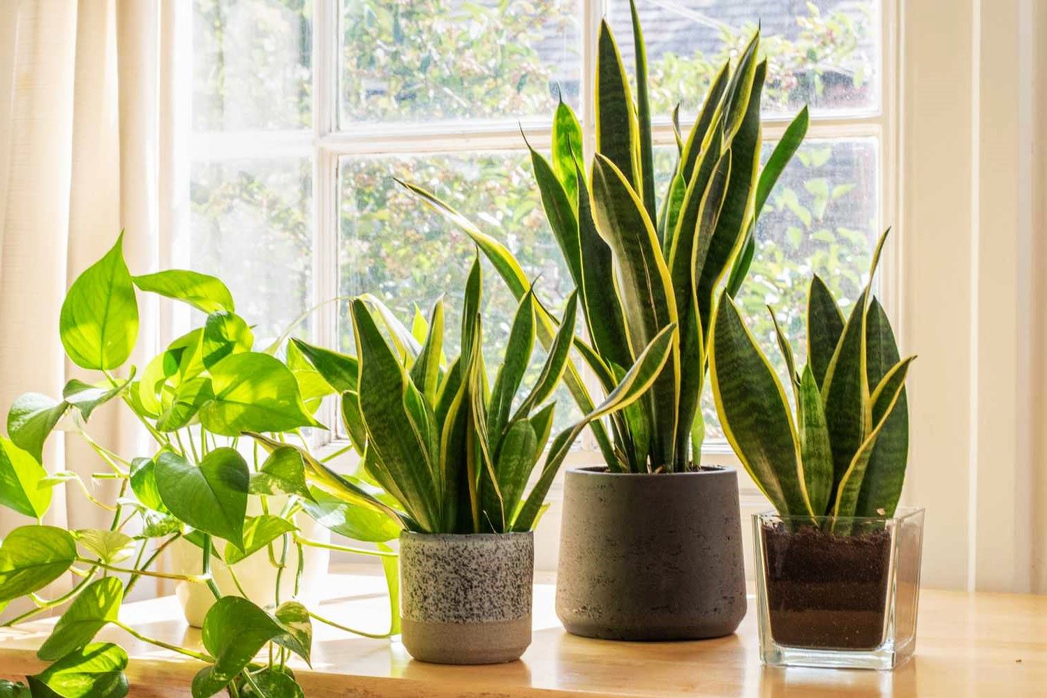 Indoor Snake Plant Care Guide: Low-Maintenance Houseplants