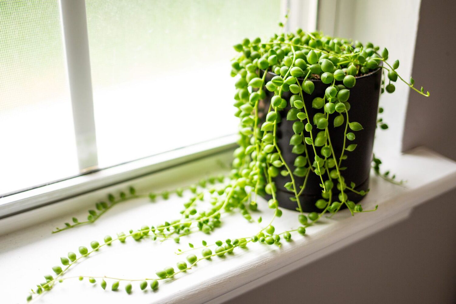 Indoor String of Pearls Care Tips for Trailing Succulents