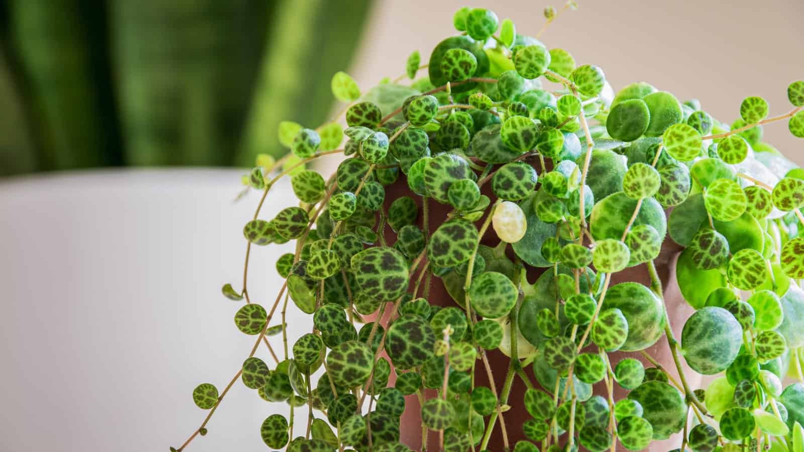 Indoor String Of Turtles Care Peperomia Prostrata Guide