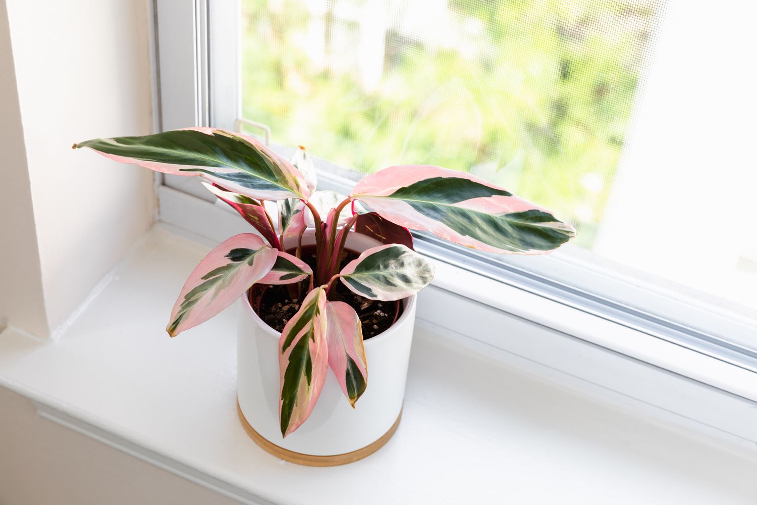 Indoor Stromanthe Triostar Care Colorful Prayer Plant Guide | Storables