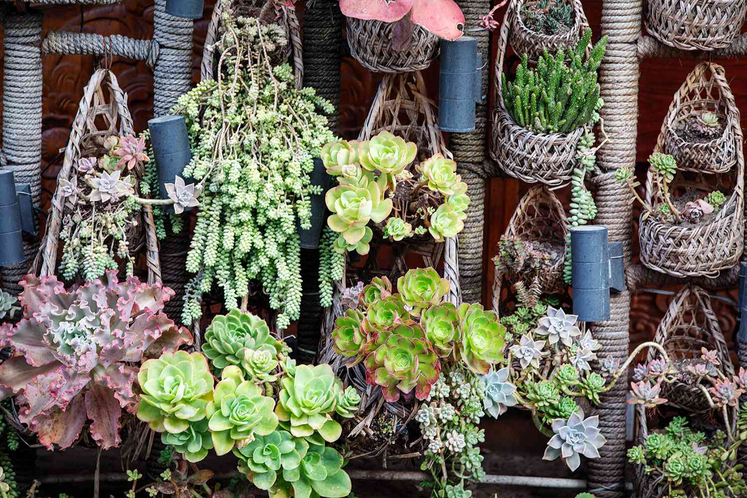 Indoor Succulent Wall Garden: Living Art for Your Home