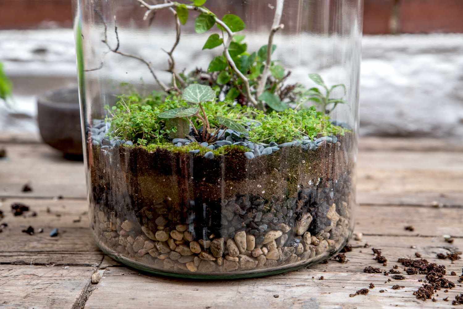 Indoor Terrarium Design Ideas: Miniature Ecosystems at Home