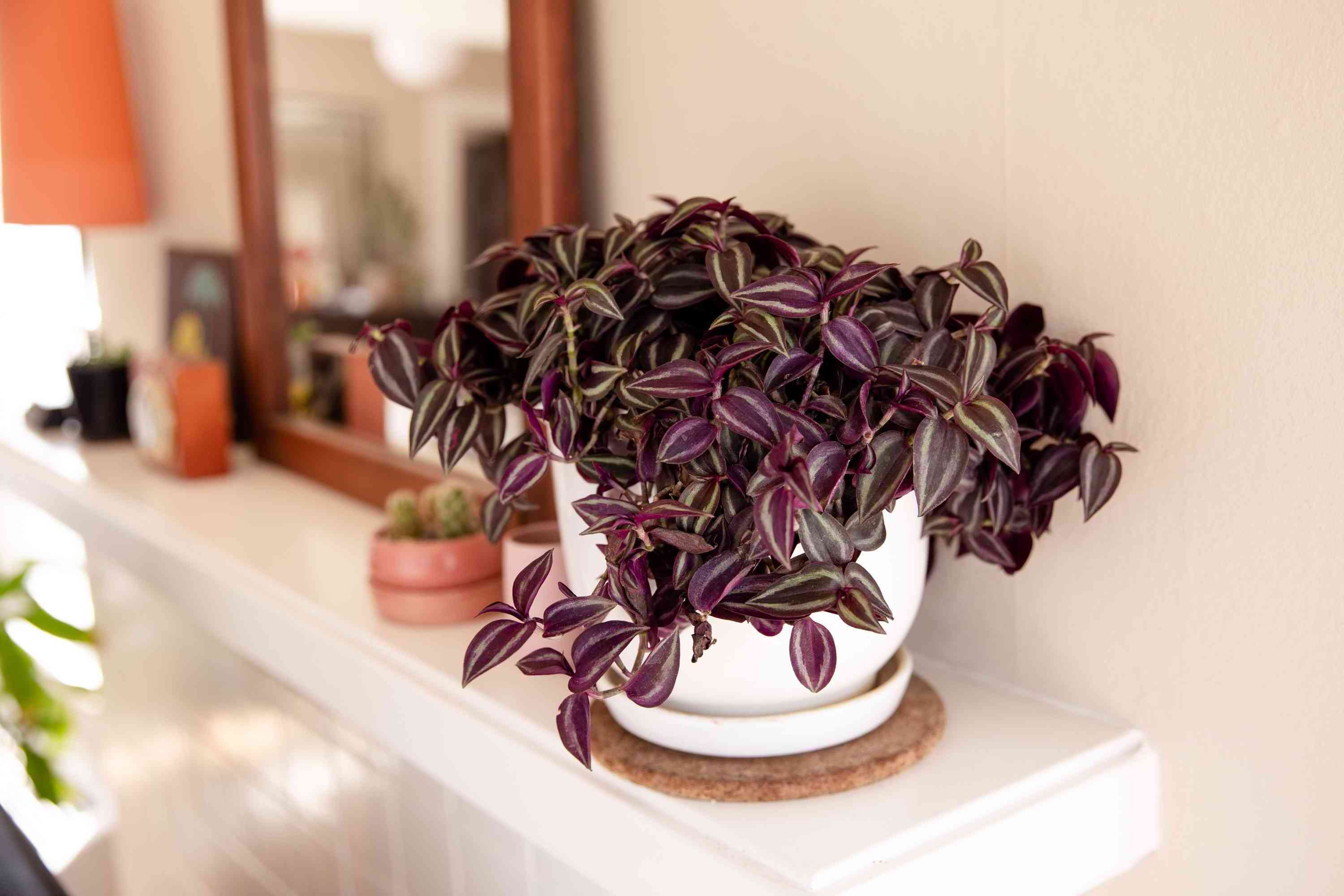 Indoor Tradescantia Care Tips: A Colorful Trailing Plant Guide