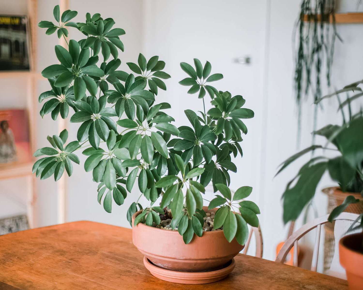 Indoor Umbrella Plant Care Guide and Schefflera Growing Tips