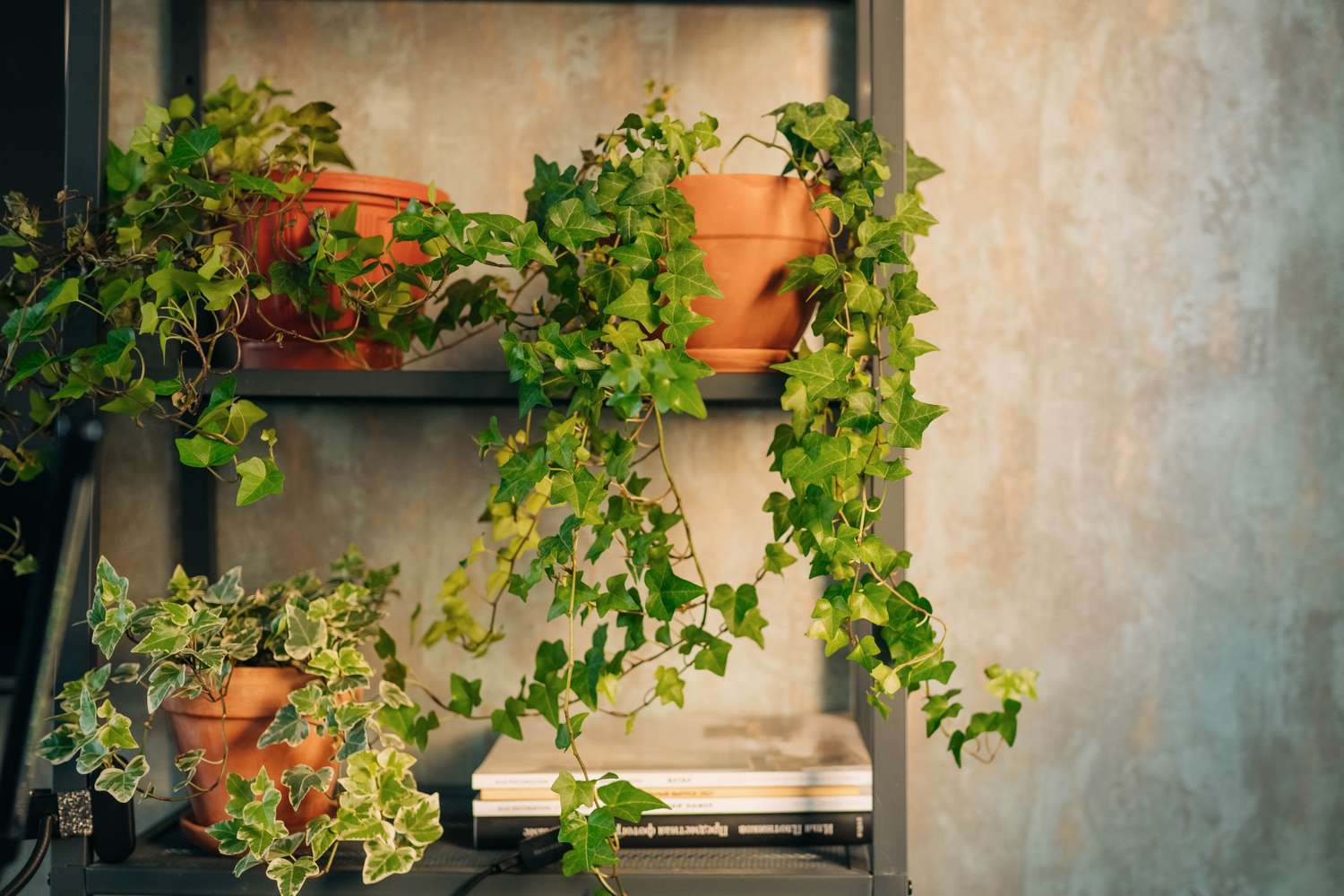 Indoor Vine Plant Trellis Ideas: Living Wall Alternatives