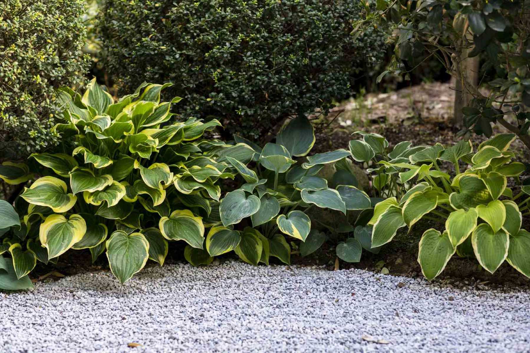 10 Low-Maintenance Perennials Perfect For Southern Gardens