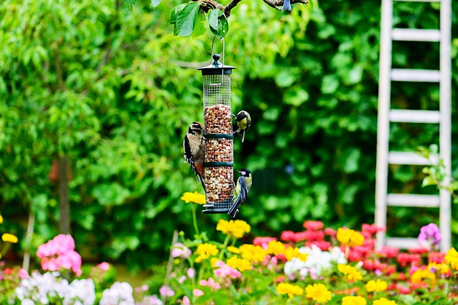 Backyard Bird Sanctuary Creation to Attract Feathered Friends