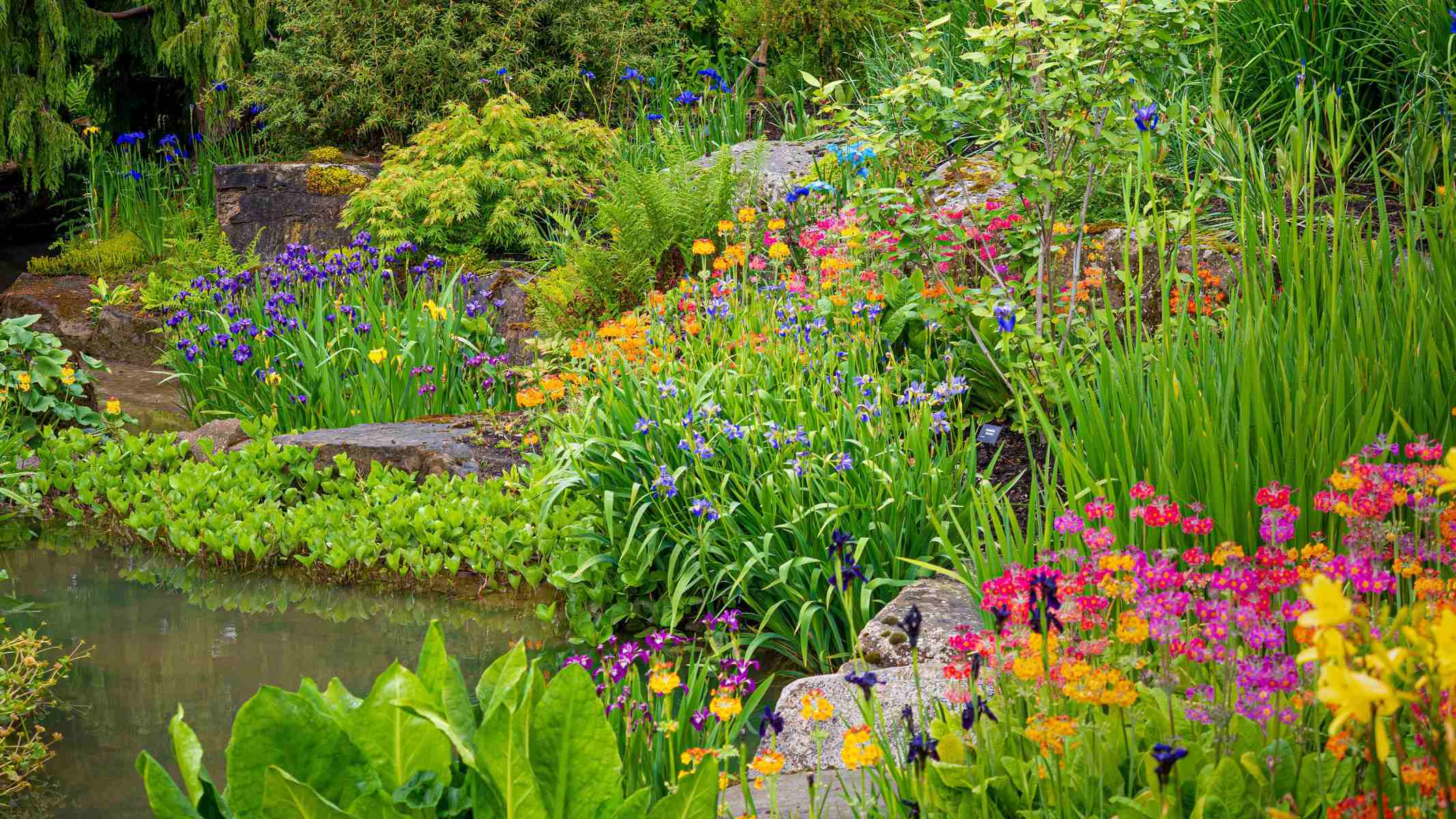 Backyard Bog Garden Construction for a Water-Loving Plant Habitat