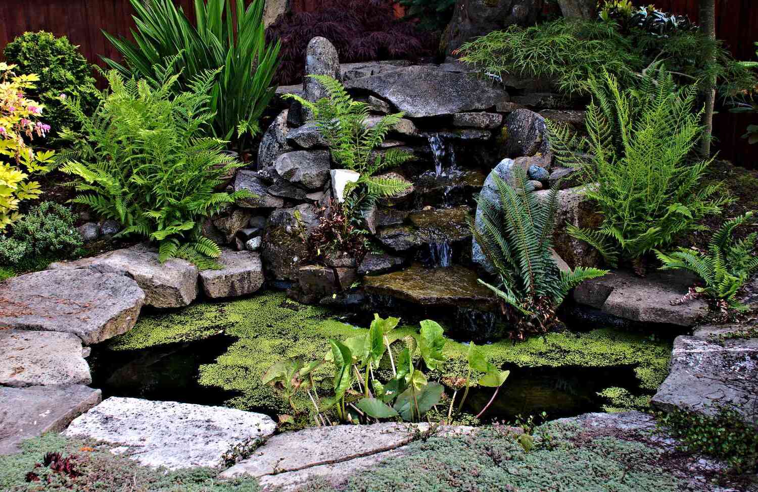 Backyard Wildlife Pond Construction: Nature-Friendly Water Feature