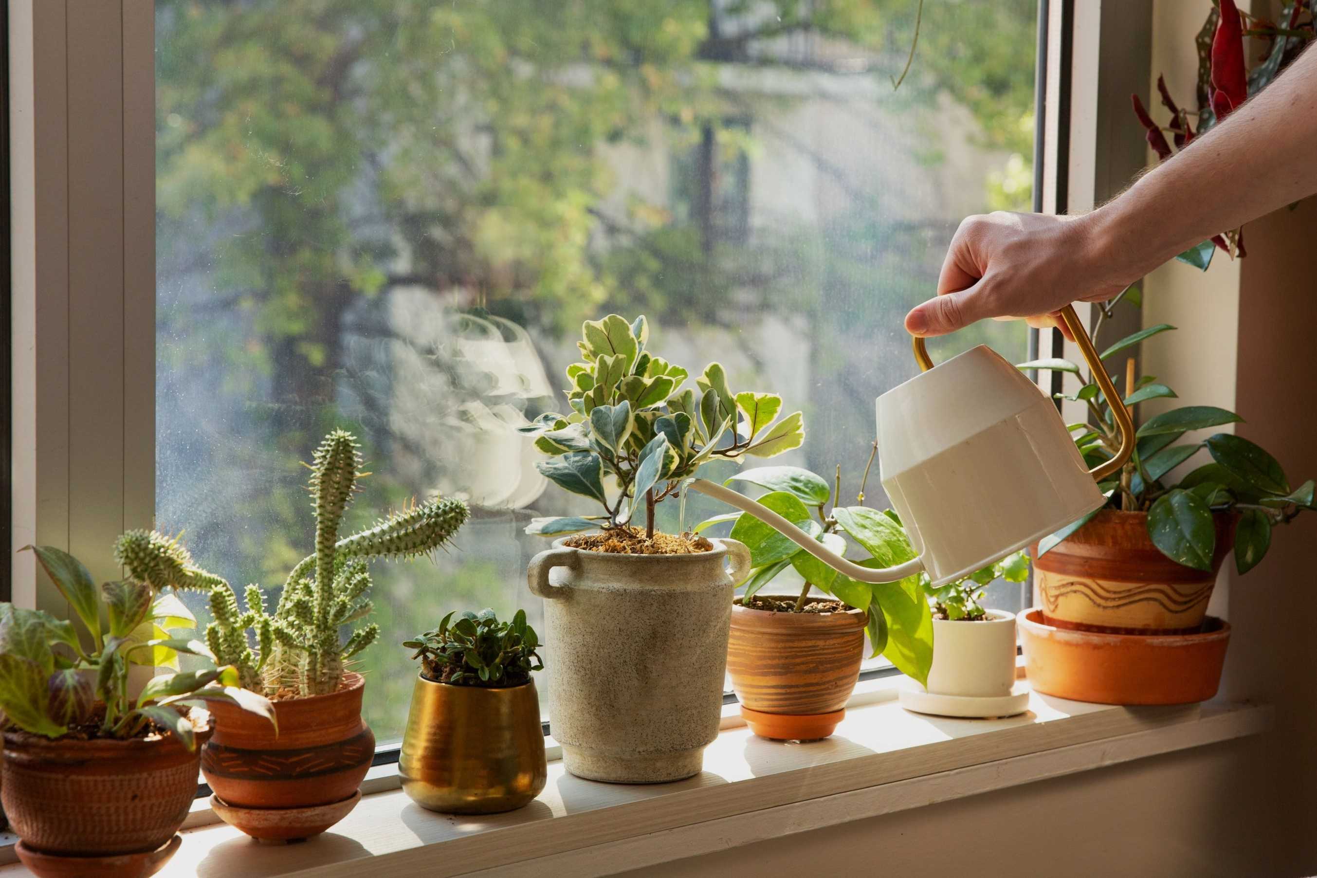 How To Choose The Right Indoor Plants For Your Home