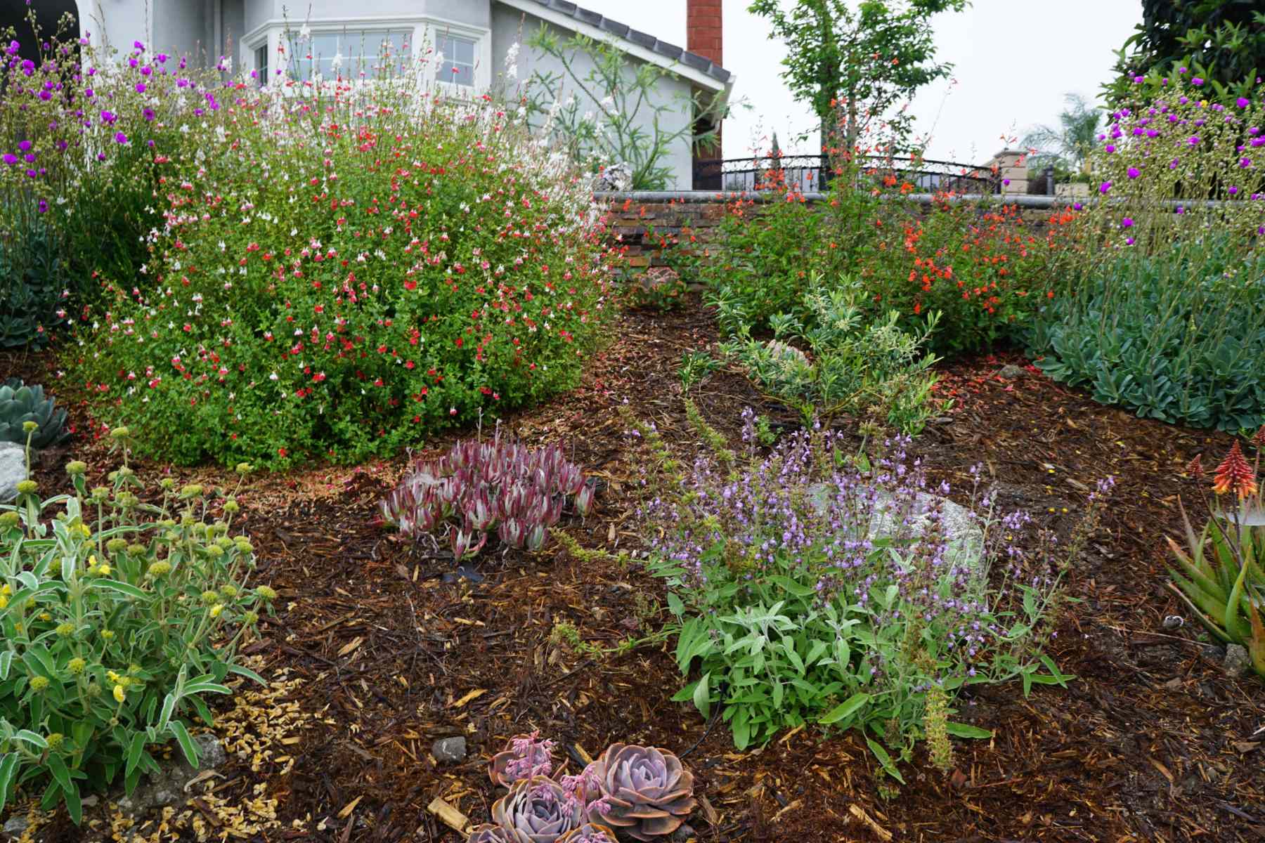 How To Create A Water-Efficient Garden In California