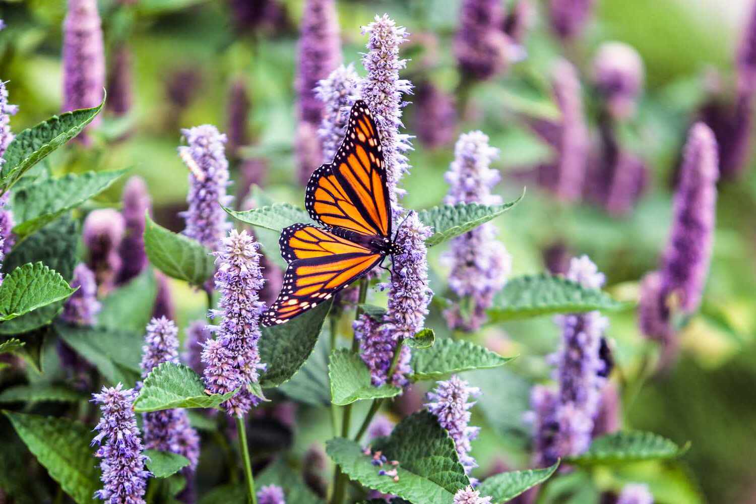 How To Design A Butterfly And Hummingbird Garden