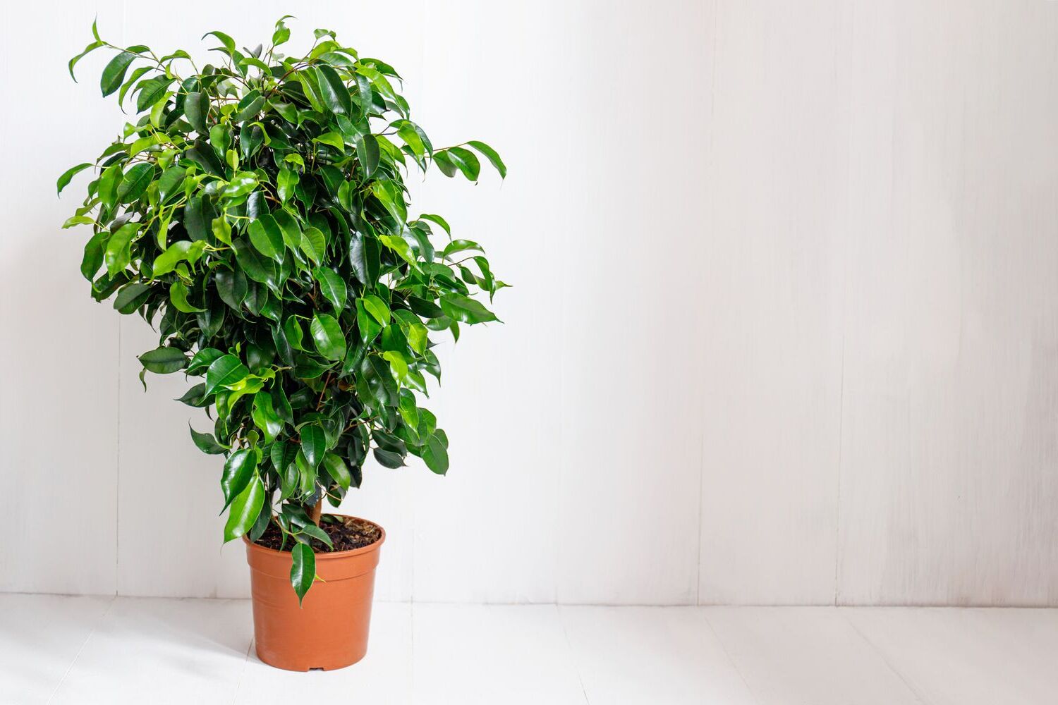 Indoor Air-Purifying Plant Selection: Improve Your Home’s Air