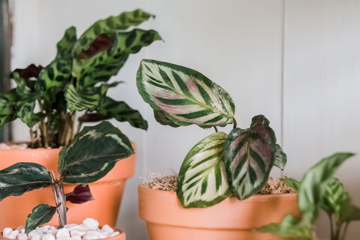 Indoor Calathea Plant Care Tips and Prayer Plant Varieties