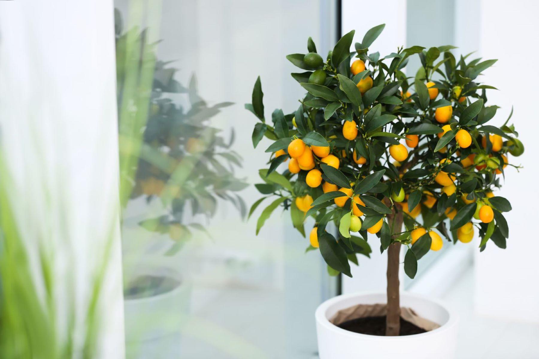 Indoor Dwarf Citrus Tree Care: Grow Lemons, Limes, and Oranges