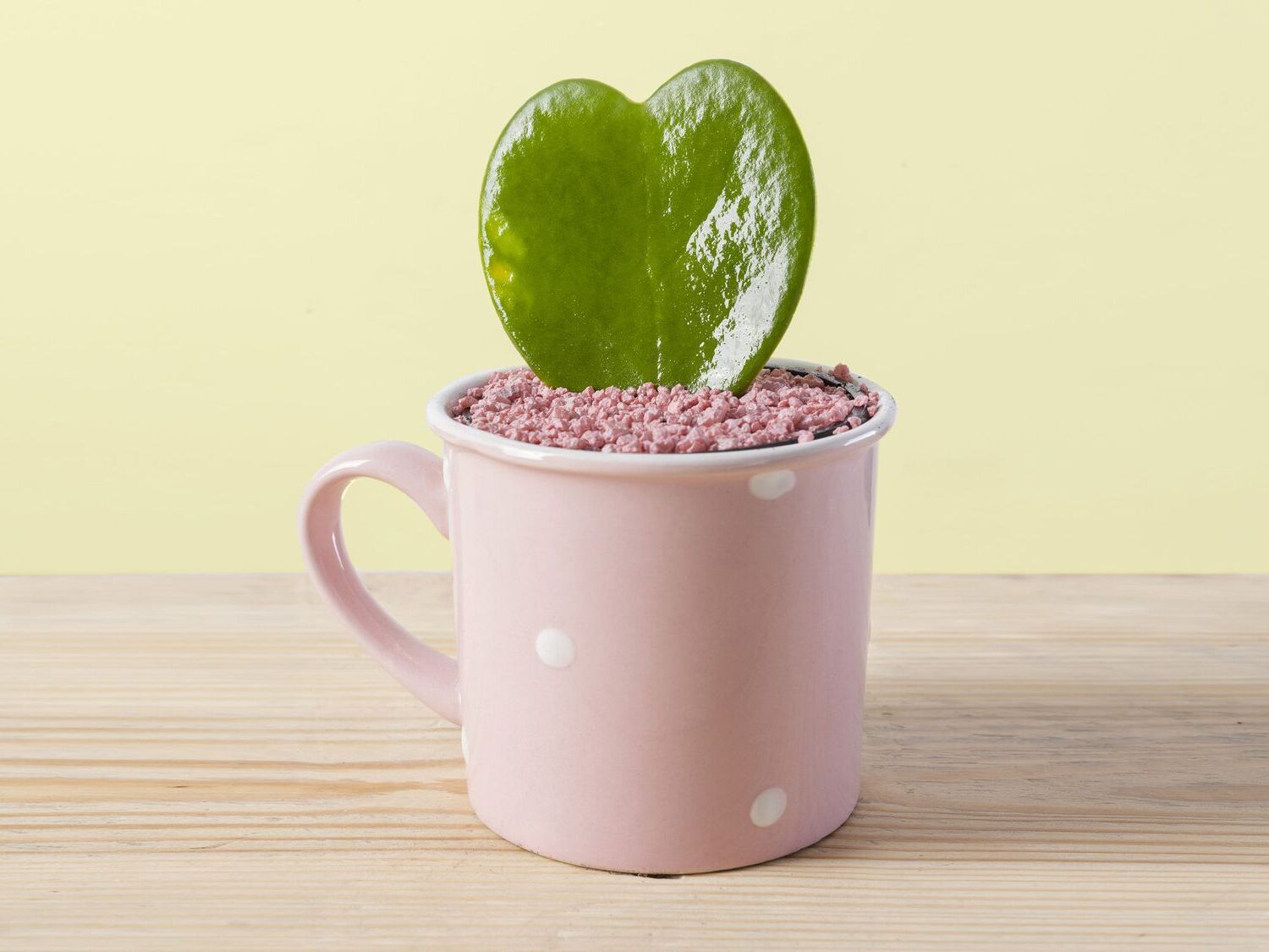 Indoor Hoya Kerrii Care Heart-Shaped Leaf Plant Guide