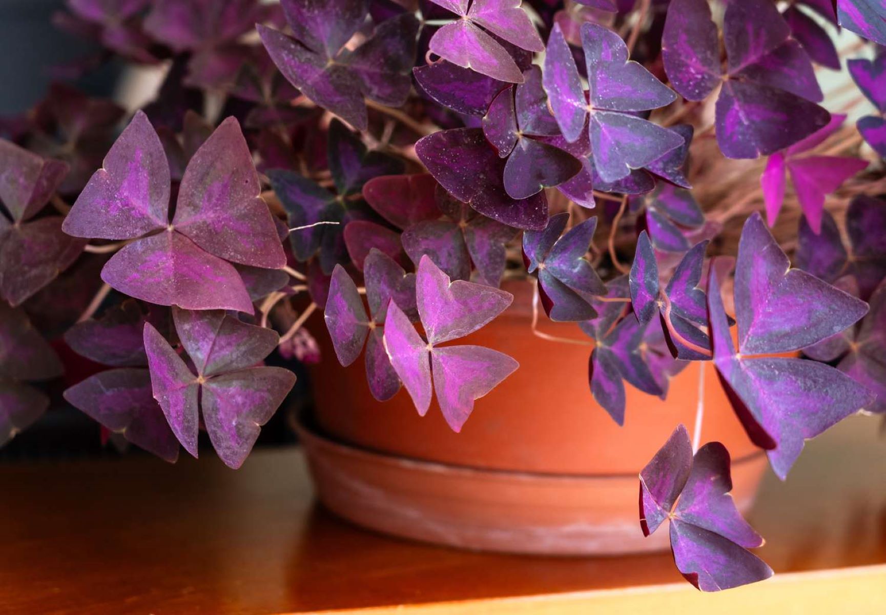 Indoor Oxalis Care and Purple Shamrock Plant Growing Guide