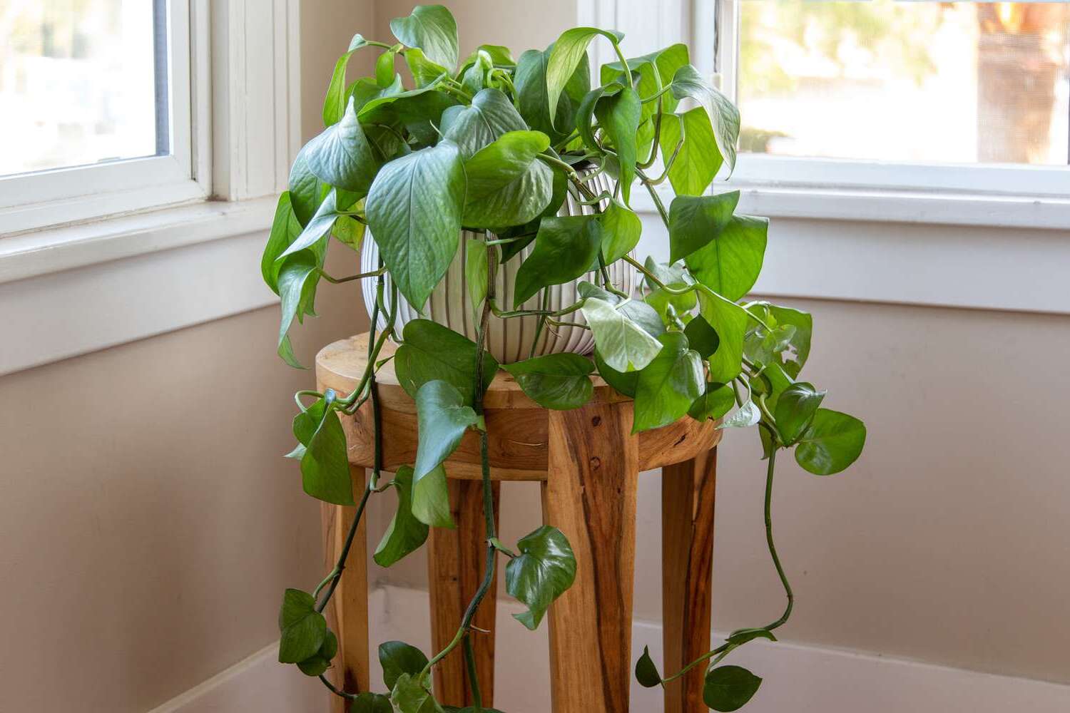 Indoor Pothos Plant Care Tips and Easy Trailing Houseplants