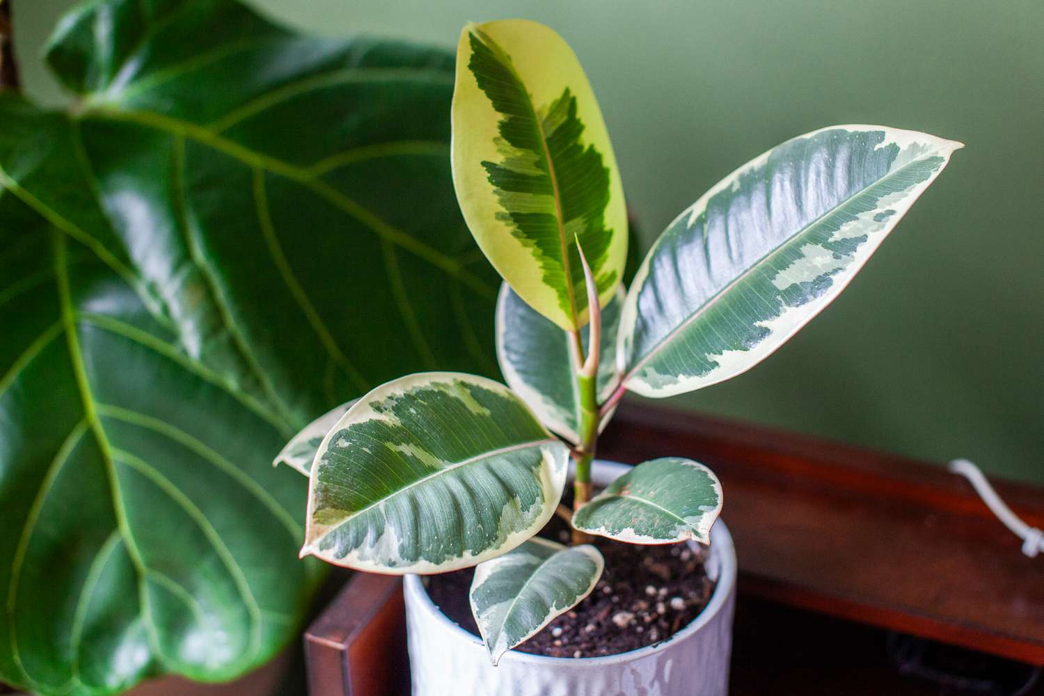 Indoor Rubber Plant Care Guide and Bold Foliage for Your Home