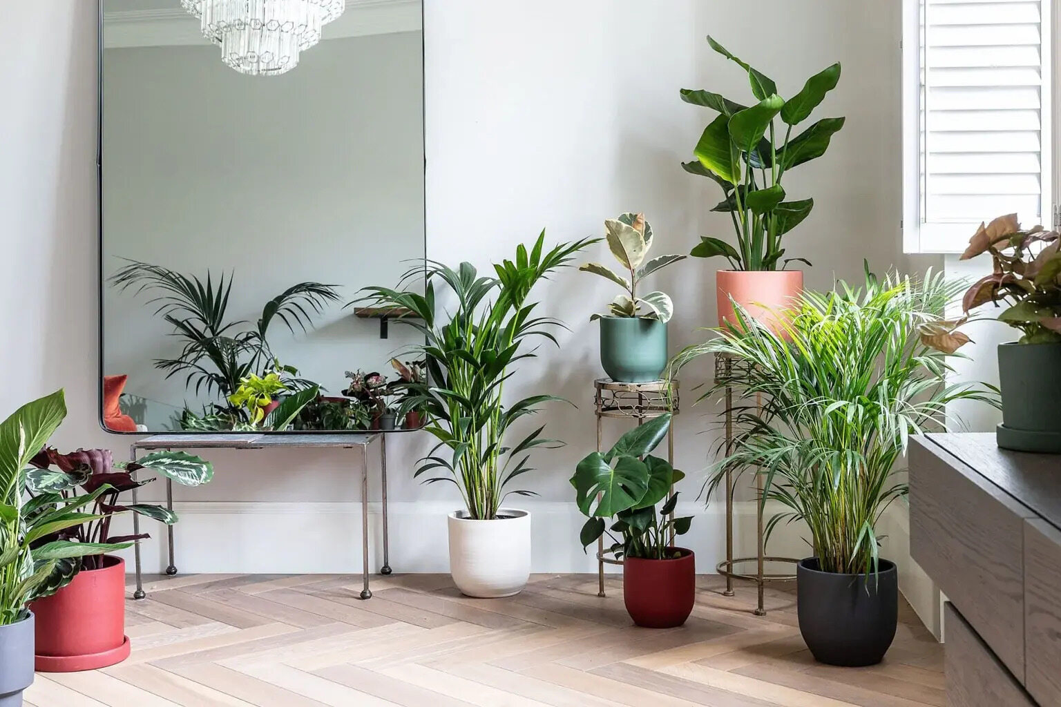 Secret Life Of House Plants Indoor Jungle Mastery