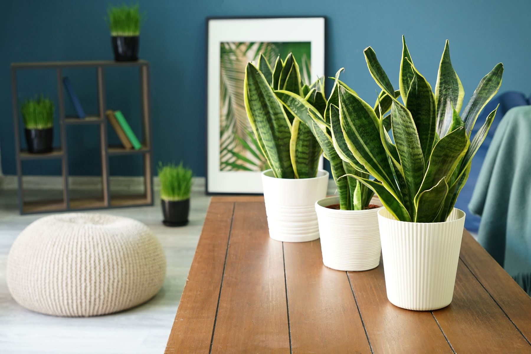 The Best Indoor Plants For Air Purification