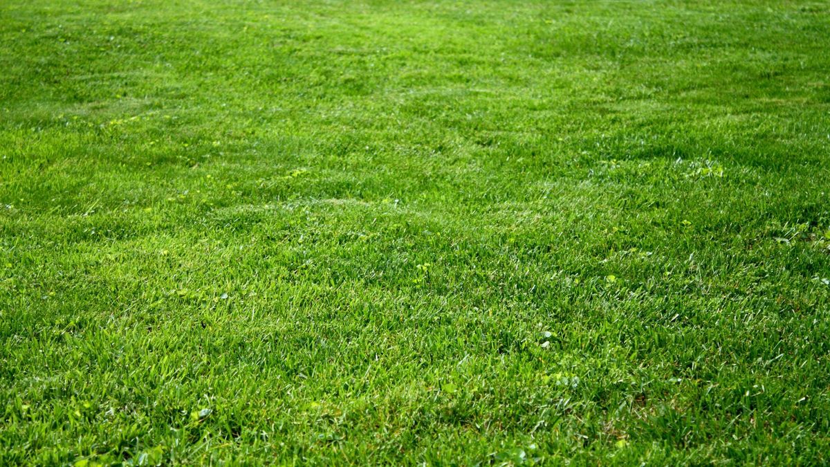 The Best Time To Aerate And Overseed Your Lawn