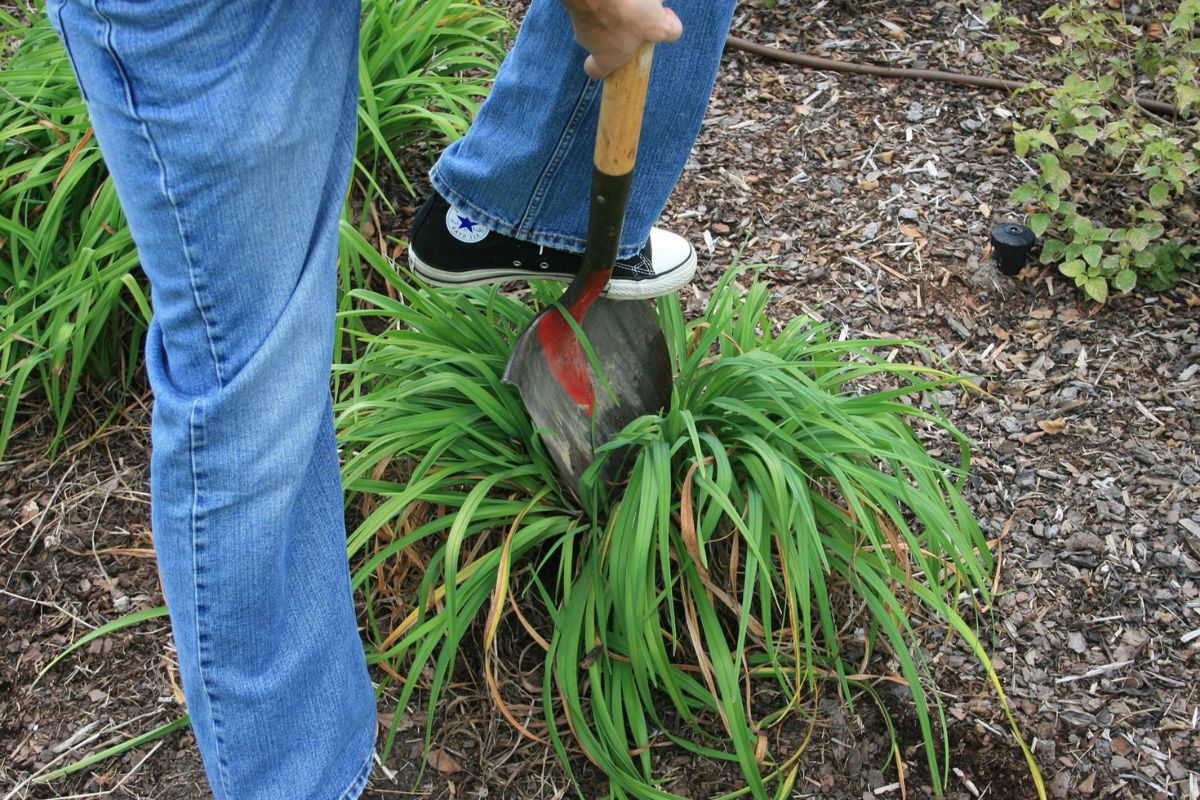 The Best Time To Divide Perennials In Your Garden