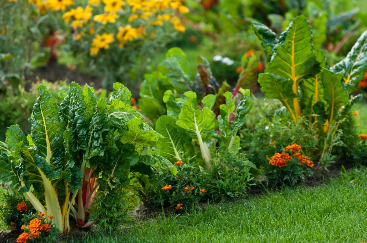 The Best Time To Plant A Vegetable Garden In New England