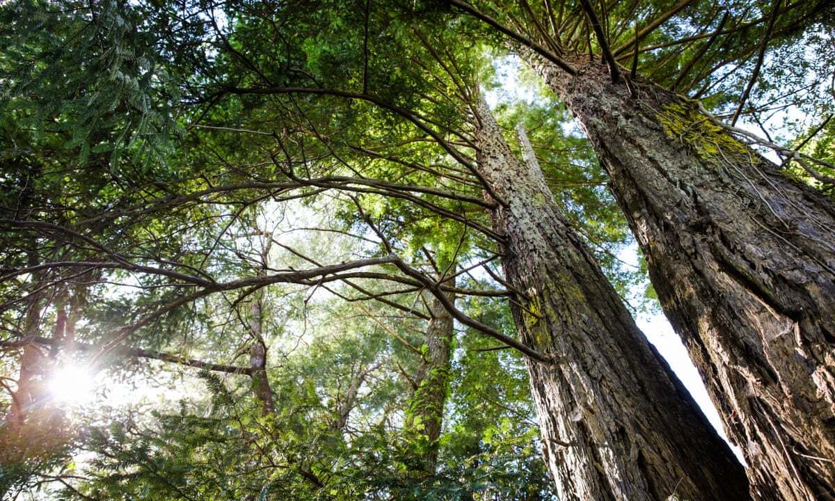 The Best Time To Plant Trees In Your Region