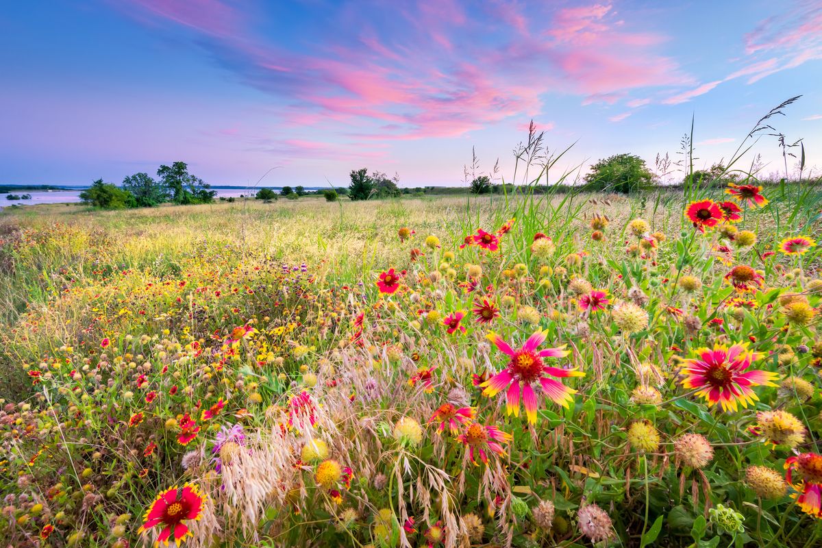 The Best Time To Plant Wildflowers In Your Region