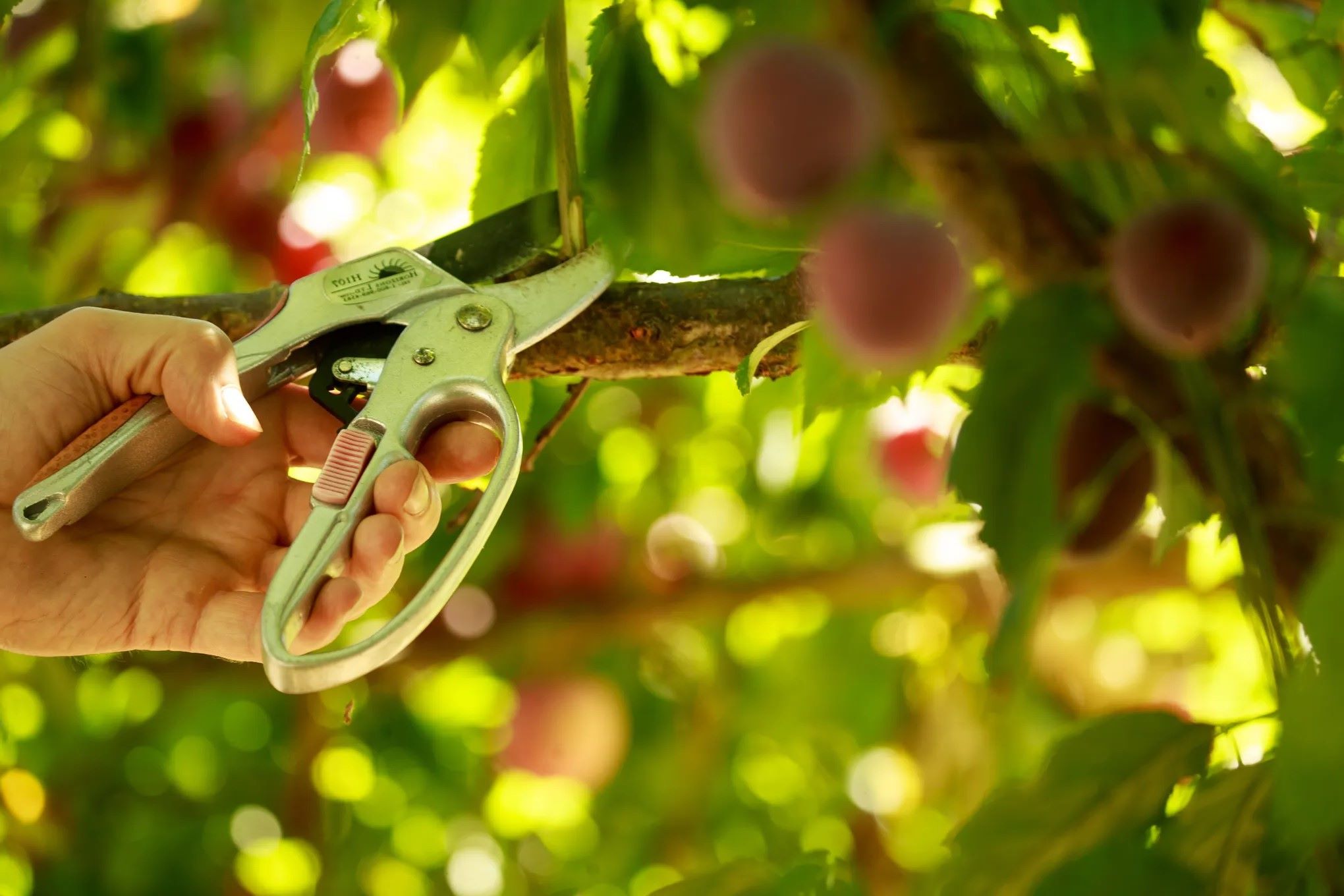 The Best Time To Prune Fruit Trees In The Pacific Northwest