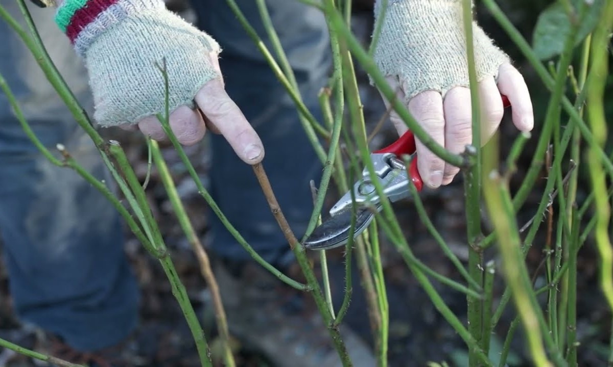 The Best Time To Prune Roses In The Midwest