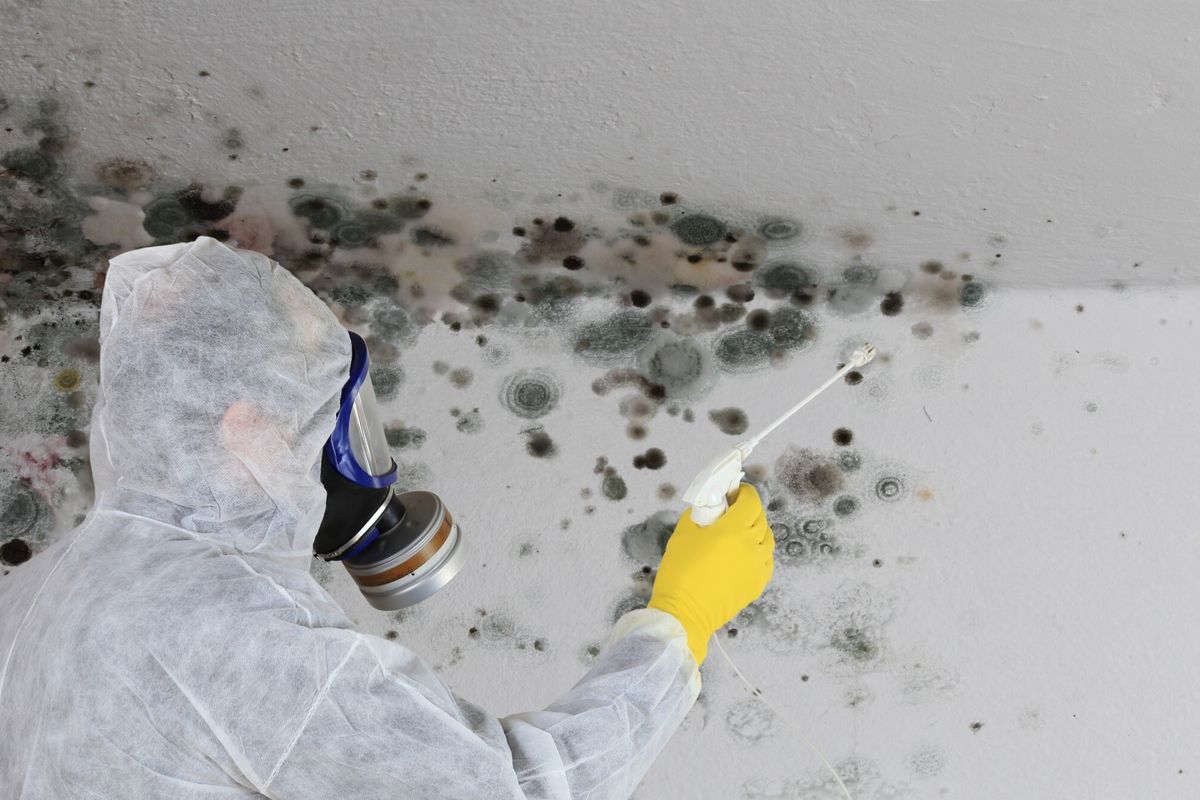 The Unseen Danger Detecting Hidden Mold