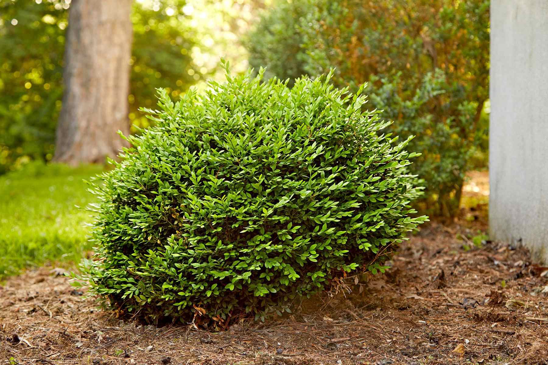 Top 5 Low-Maintenance Shrubs For Year-Round Interest