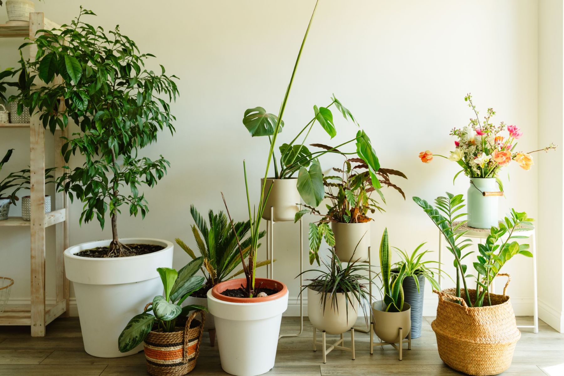 5 Easy-to-Care-for Houseplants To Brighten Any Room