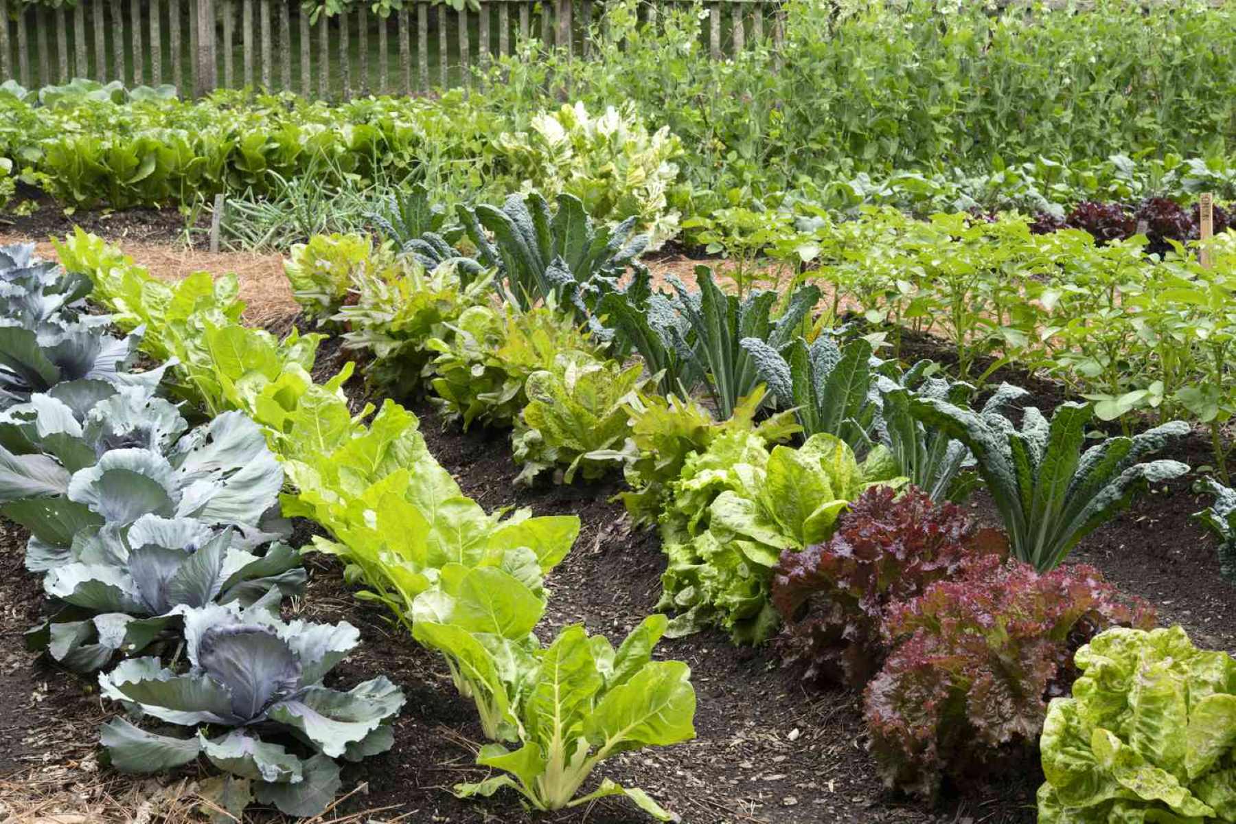 A Beginner’s Guide To Starting A Vegetable Garden